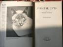 Siamese Cats, Phyllis Lauder
