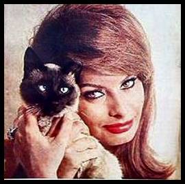 Sophia Loren und Siamkatze