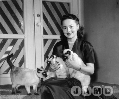 Olivia de Haviland mit Siamkatzen