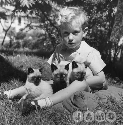 Junge mit Siamkatzen