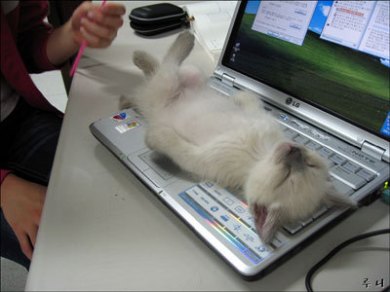 Siamese kitten on computer